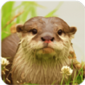水獭模拟器（The Otter）